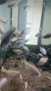 Juvenile Malawi Cichlids For Sale
