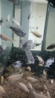 Juvenile Malawi Cichlids For Sale