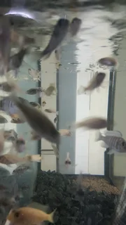 Juvenile Malawi Cichlids For Sale