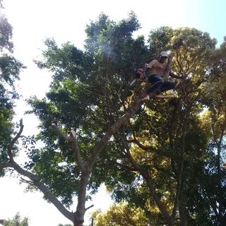 Tree feeling and bush cutting