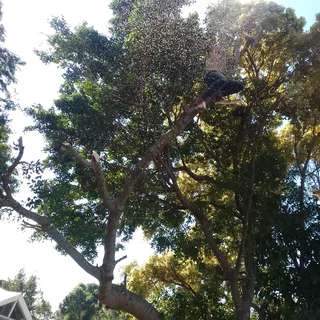 Tree feeling and Bush cutting