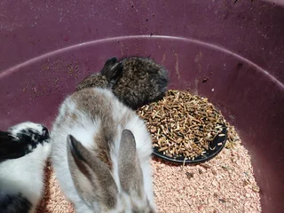 Baby bunnies