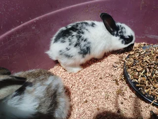 Baby bunnies