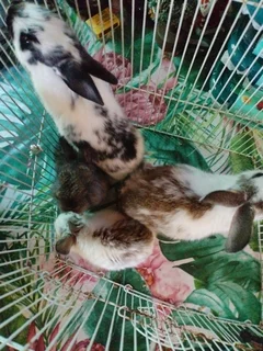 Baby bunnies