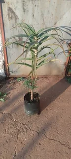 Aloe Plants