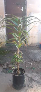 Aloe Plants