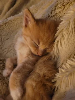 ginger boy looking for a good home