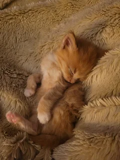 ginger boy looking for a good home