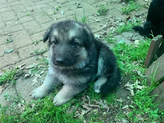 German shepherd puppys
