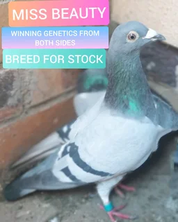 Top pigeons