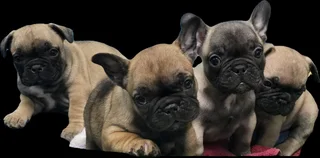 Russian/Spanish Bloodline French Bulldog Puppies