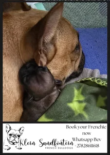 Purebred French Bulldog Puppies