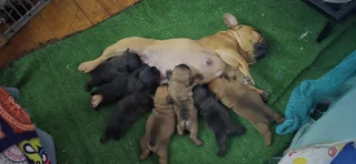 Purebred French Bulldog Puppies