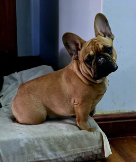 Purebred French Bulldog Puppies