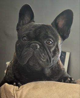 Purebred French Bulldog Puppies