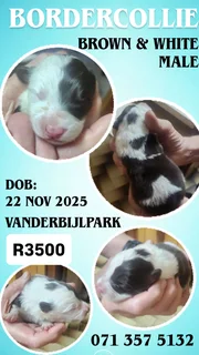 BorderCollie Puppy