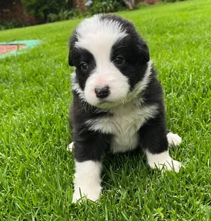 Border Collie Puppies