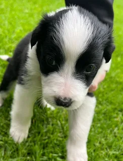 Border Collie Puppies
