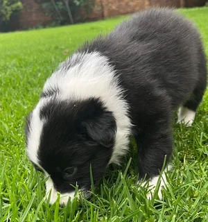 Border Collie Puppies