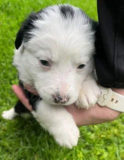 Border Collie Puppies