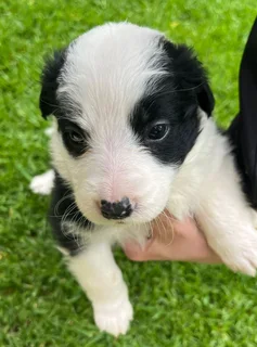 Border Collie Puppies