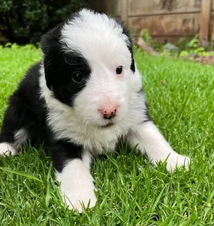 Border Collie Puppies