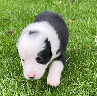 Border Collie Puppies