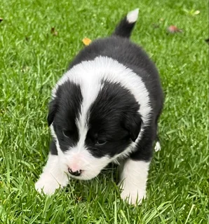 Border Collie Puppies