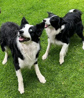 Border Collie Puppies