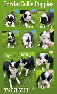 Border Collie Puppies