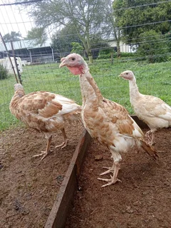 Male Turkeys