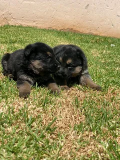 German Sheppard Puppies