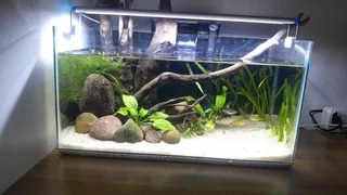 Fish tank with pump