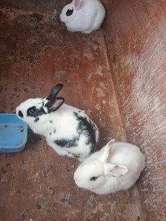 Rabbit - Ad posted by Siboniso Nkosi