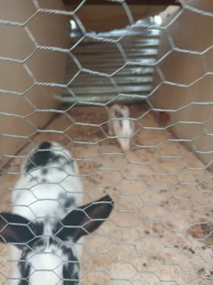 Rabbit - Ad posted by Siboniso Nkosi