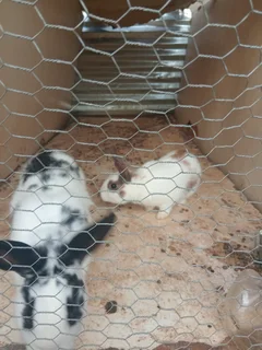 Rabbit - Ad posted by Siboniso Nkosi