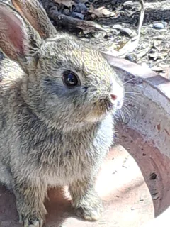 Bunny - Ad posted by Pat