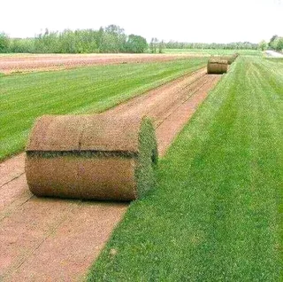 Bulk Supply Of Roll On Lawn Kikuyu, Buffalo And Lm Berea