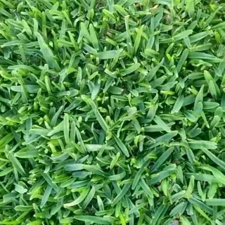 BULK SUPPLY OF ROLL ON LAWN KIKUYU, BUFFALO AND LM BEREA