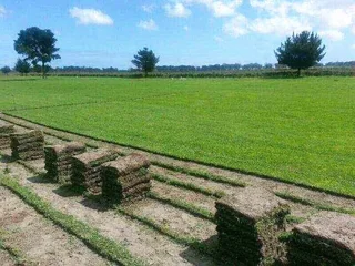 BULK SUPPLY OF ROLL ON LAWN KIKUYU, BUFFALO AND LM BEREA