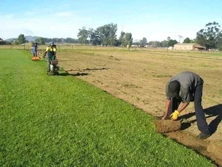 BULK SUPPLY OF ROLL ON LAWN KIKUYU, BUFFALO AND LM BEREA