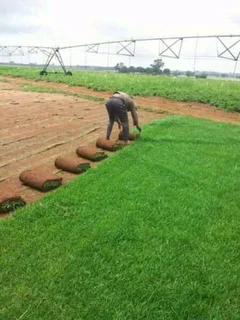BULK SUPPLY OF ROLL ON LAWN KIKUYU, BUFFALO AND LM BEREA