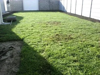 BULK SUPPLY OF ROLL ON LAWN KIKUYU, BUFFALO AND LM BEREA