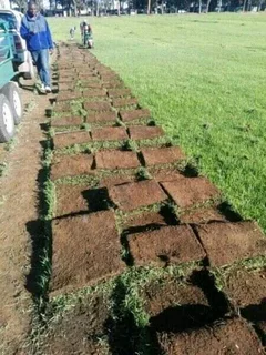 BULK SUPPLY OF ROLL ON LAWN KIKUYU, BUFFALO AND LM BEREA