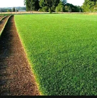 BULK SUPPLY OF ROLL ON LAWN KIKUYU, BUFFALO AND LM BEREA