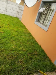 We supply kikuyu grass buffalo grass Lm berea grass and cynodon grass