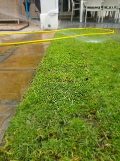 We Supply Kikuyu Grass Buffalo Grass Lm Berea Grass And Cynodon Grass And Cynodon Grass