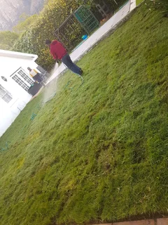 WE SUPPLY KIKUYU GRASS BUFFALO GRASS LM BEREA GRASS AND CYNODON GRASS AND CYNODON GRASS