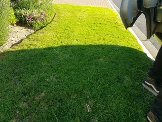 WE SUPPLY KIKUYU GRASS BUFFALO GRASS LM BEREA GRASS AND CYNODON GRASS AND CYNODON GRASS