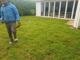 WE SUPPLY KIKUYU GRASS BUFFALO GRASS LM BEREA GRASS AND CYNODON GRASS AND CYNODON GRASS